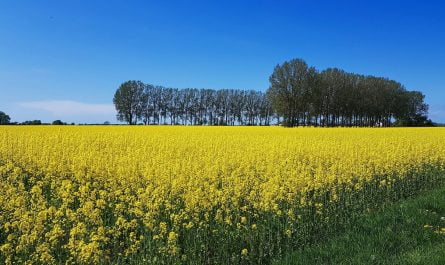 Rapsfält i Skåne