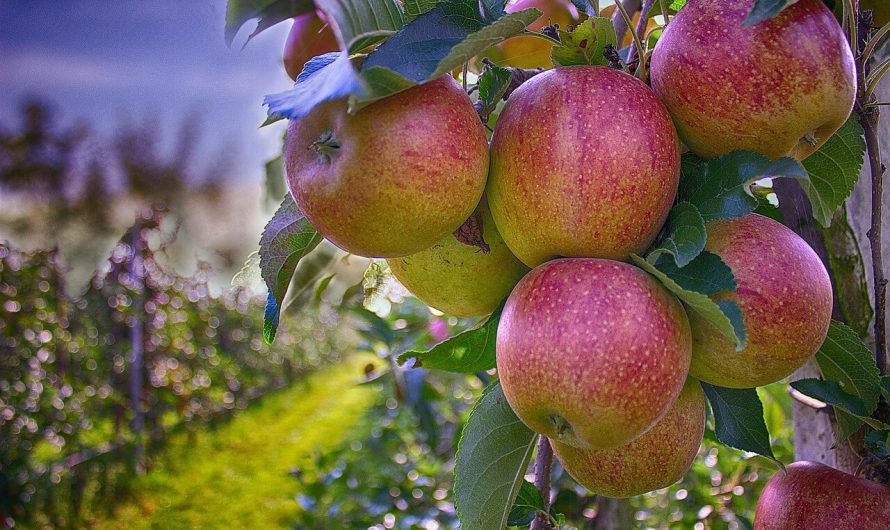 FARFAR: Ny svensk cider med fransk inspiration